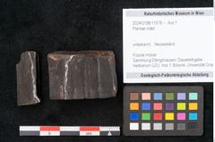Foto (Objekt + Etikett) von Plantae indet.  (NHMW-GEO-2024-0188-11578)